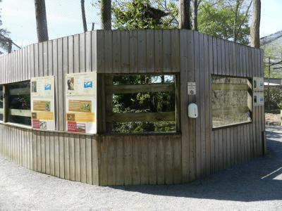 Lophophore resplandissant - 2022