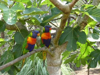 Lorriqet à tête bleue - 2022