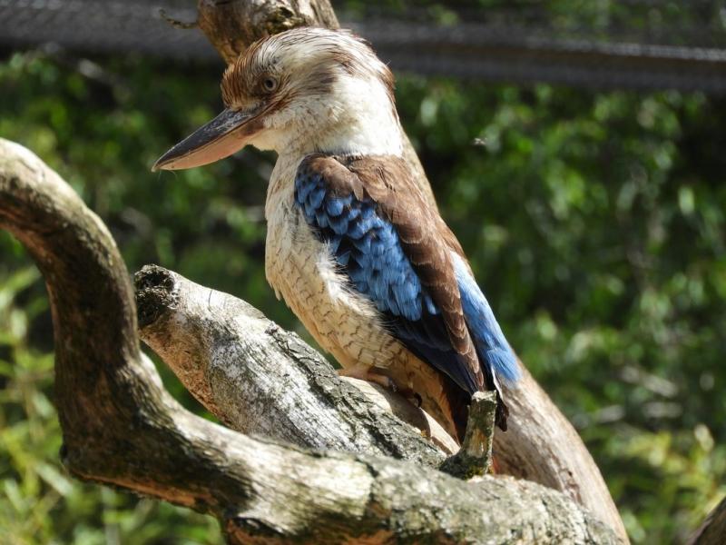 Martin-chasseur à ailes bleue