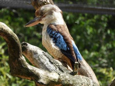 Martin-chasseur à ailes bleue - 2022