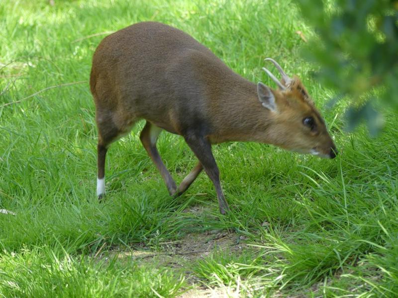 Muntjac de Chine