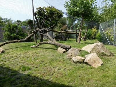 Panthère noire - 2022