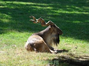 Markhor