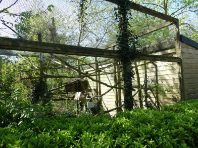 Tamarin empereur - 2022