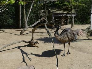 Volière australienne