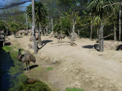 Volière australienne - 2022