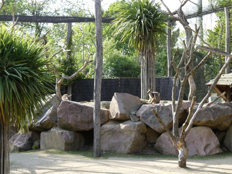 Wallaby des rochers