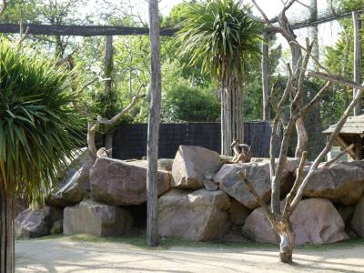 Wallaby des rochers - 2022