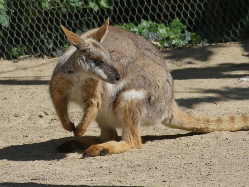 Wallaby des rochers
