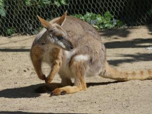 Wallaby des rochers