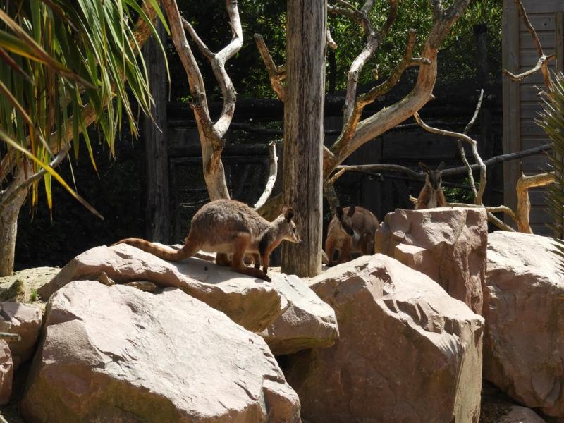 Wallaby des rochers