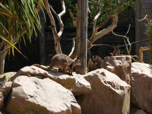 Wallaby des rochers