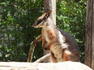 Wallaby des rochers