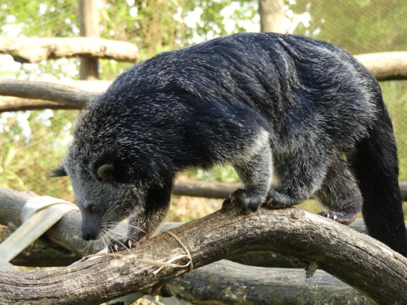 Binturong