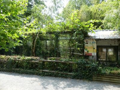 Calao festonné - 2022