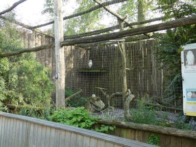 Harfang des neiges - 2022