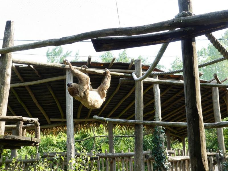 Paresseux à 2 doigts