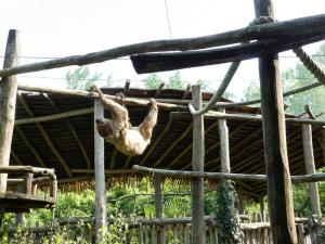 Paresseux à 2 doigts