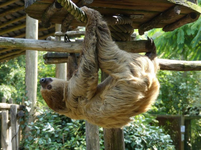 Paresseux à 2 doigts