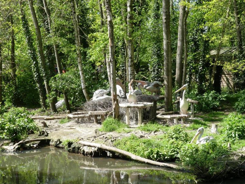 Pélican à dos rosé