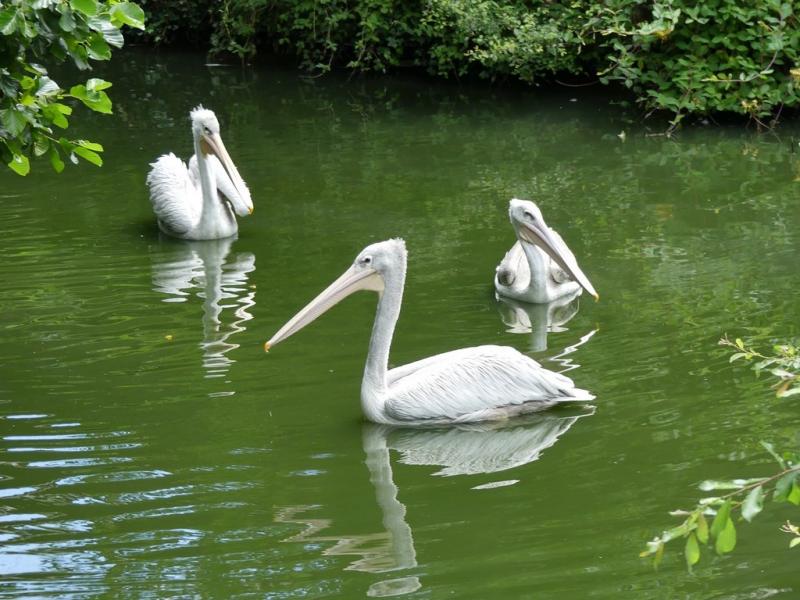 Pélican à dos rosé