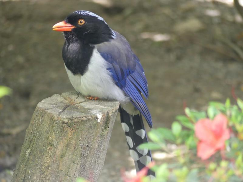 Pirolle à bec rouge