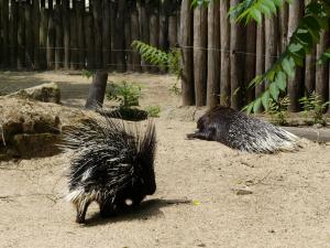 Porc-épic à crête