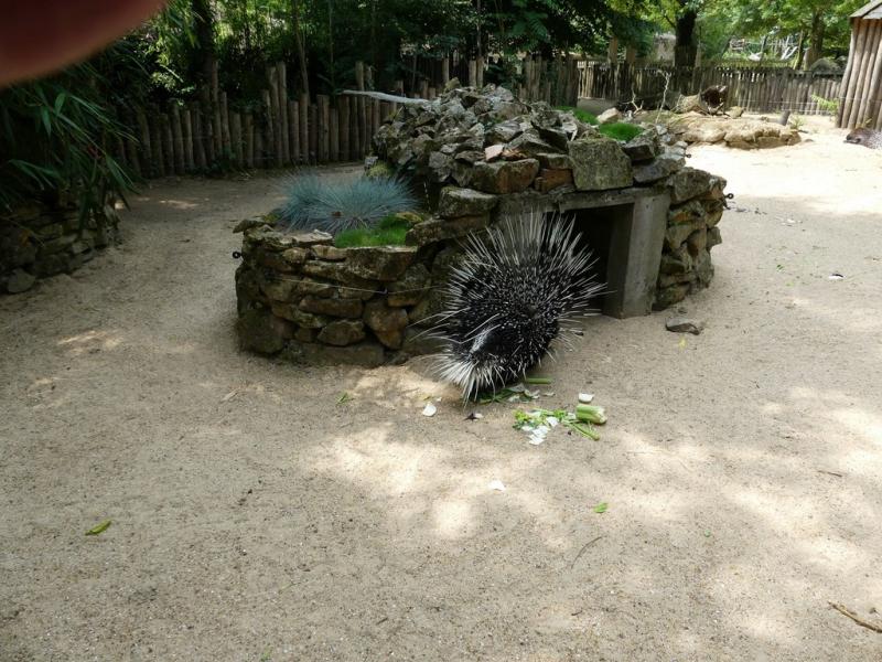 Porc-épic à crête