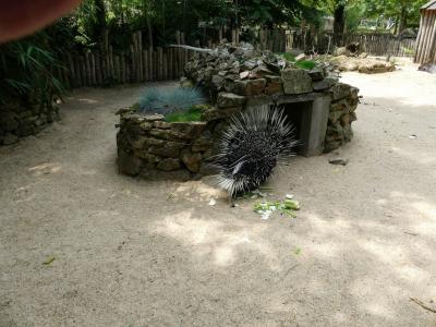 Porc-épic à crête - 2022