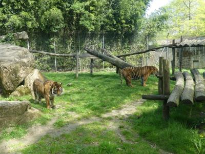 Tigre du Sumatra - 2022