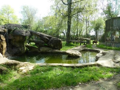 Tigre du Sumatra - 2022