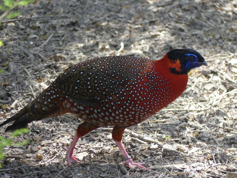 Tragopan satyre