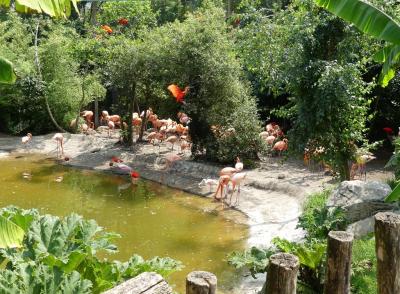 Flamant des Caraïbes - 2022