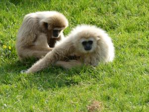 Gibbon à mains blanches