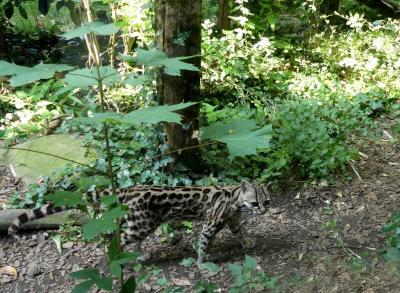Margay - 2022