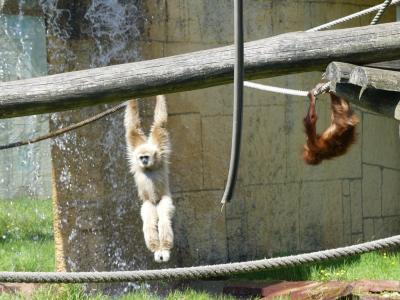 Orang-outang - Gibbon à mains blanches - 2022