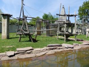 Orang-outang - Loutre naine