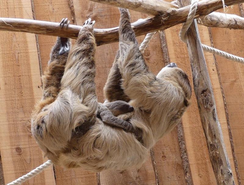 Paresseux à 2 doigts