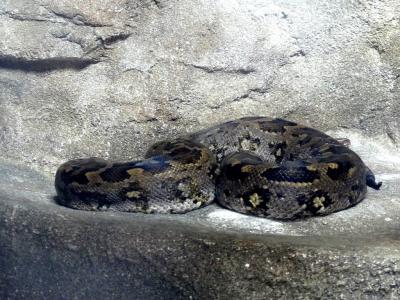 Python birman - 2022