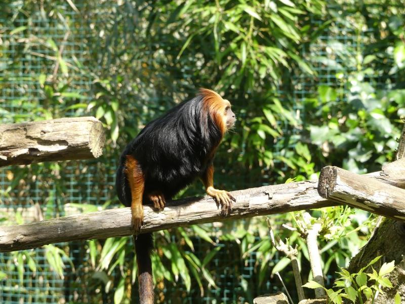 Tamarin lion à tête dorée