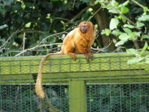 Tamarin lion