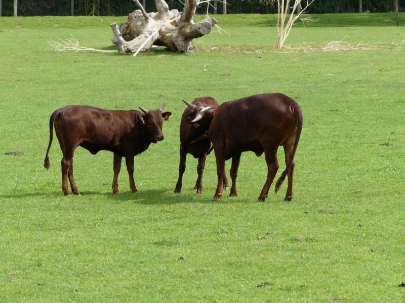 Boeuf watusi