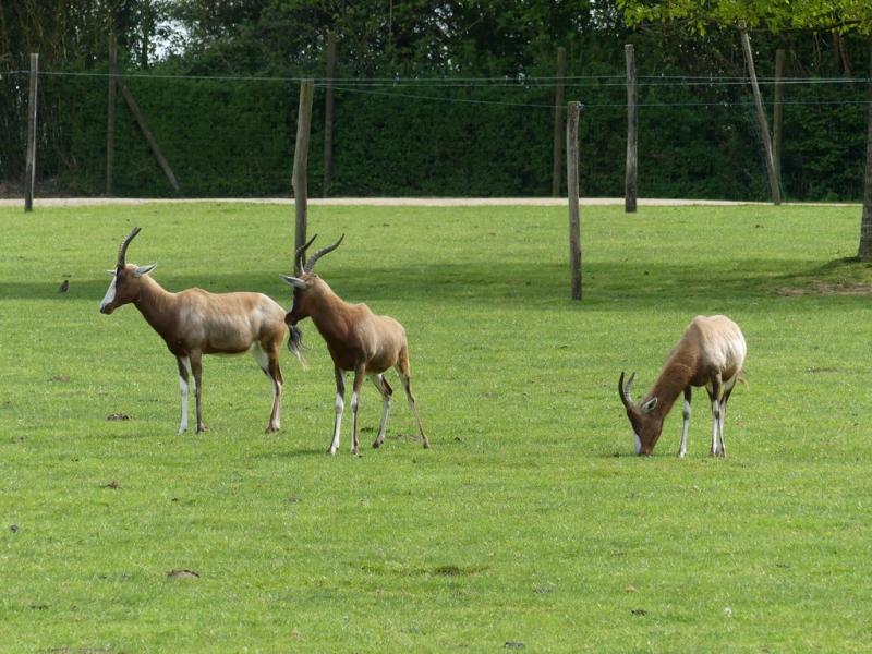 Damalisque à front blanc