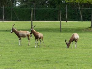 Damalisque à front blanc