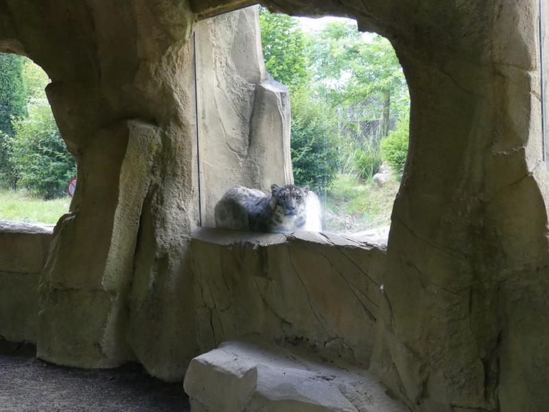 Panthère des neiges