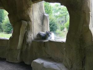 Panthère des neiges