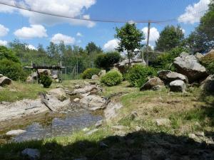 Panthère des neiges