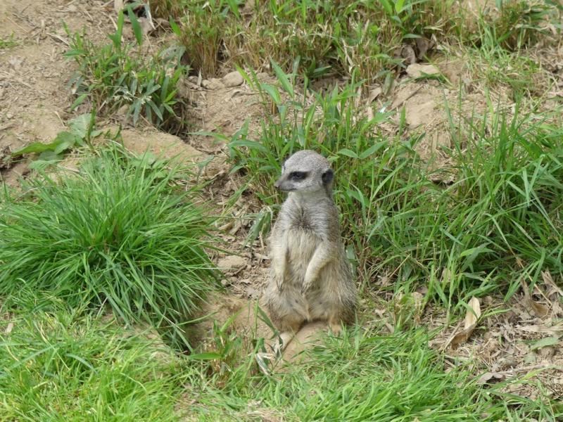Suricate