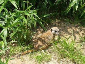Suricate