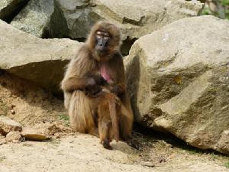 Gelada